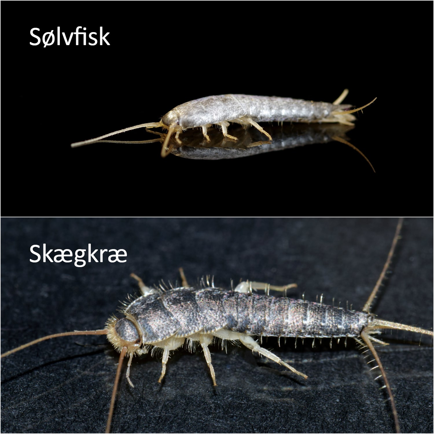 Sølvfisk vs Skægkræ